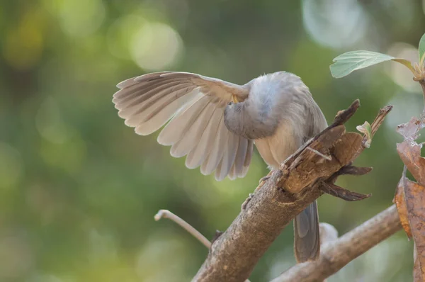 Jungle Babbler Turdoides Striatus Preening Branch Sasan Gir Sanctuary Gujarat — Stok Foto