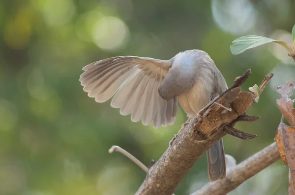 Jungle Babbler Turdoides Striatus Preening Branch Sasan Gir Sanctuary Gujarat — Stok Foto