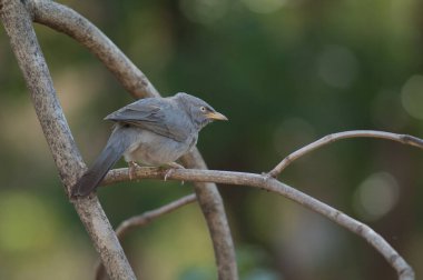 Bir dalda orman gevezesi Turdoides striatus. Sasan. Gir Sığınağı. Gujarat. Hindistan.