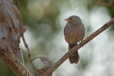 Bir dalda orman gevezesi Turdoides striatus. Sasan. Gir Sığınağı. Gujarat. Hindistan.