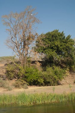 Sasan 'daki Hiran nehrinin kıyısında. Gir Sığınağı. Gujarat. Hindistan.