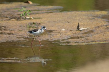 Olgunlaşmamış siyah kanatlı stilt Himantopus himantopus. Hiran nehri. Sasan. Gir Sığınağı. Gujarat. Hindistan.