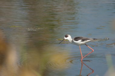 Olgunlaşmamış siyah kanatlı stilt Himantopus himantopus. Hiran nehri. Sasan. Gir Sığınağı. Gujarat. Hindistan.