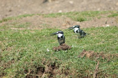 Bir çift balıkçı Ceryle Rudis. Solda erkek, sağda dişi. Hiran nehri. Sasan. Gir Sığınağı. Gujarat. Hindistan.