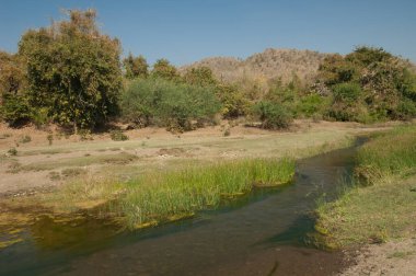Hiran nehri Sasan 'dan geçerken. Gir Sığınağı. Gujarat. Hindistan.