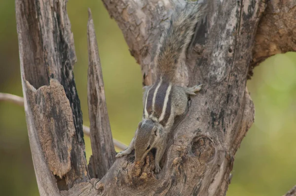 야자수 다람쥐 Funamous Palmarum 트렁크에 보호구역 구자라트 — 스톡 사진