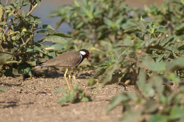 Vanellus Indicus Vermelho Wattled Lambendo Nas Margens Rio Hiran Sasan — Fotografia de Stock