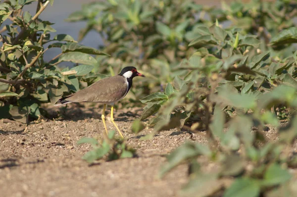 在希兰河岸上的红色尾翼 Vanellus Indicus 佐森基尔保护区Gir Sanctuary 古吉拉特印度 — 图库照片