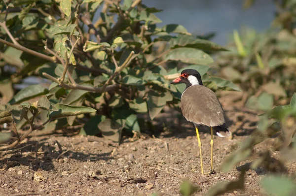 在希兰河岸上的红色尾翼 Vanellus Indicus 佐森基尔保护区Gir Sanctuary 古吉拉特印度 — 图库照片