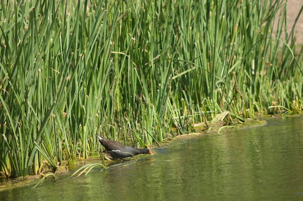 Обыкновенный Мурхен Gallinula Chloropus Питается Реке Хиран Сасан Убежище Гир — стоковое фото