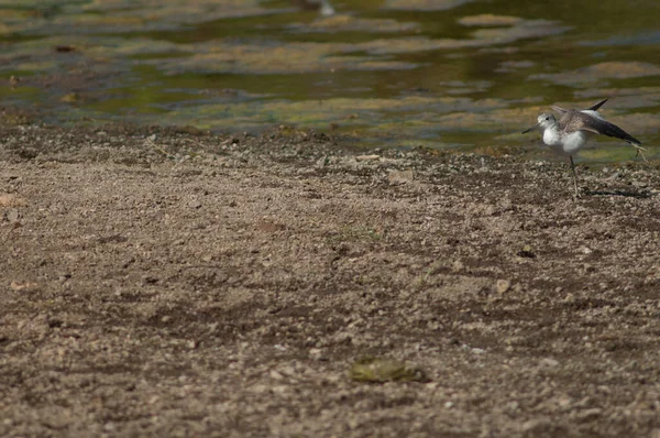 Tige Verte Commune Tringa Nebularia Qui Étend Dans Rivière Hiran — Photo