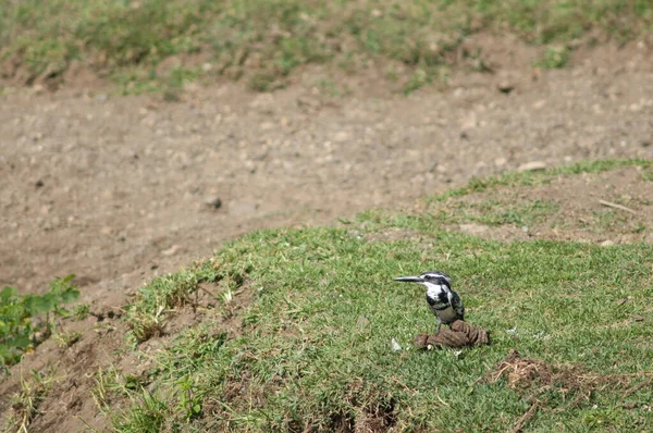 Eisvogel Ceryle Rudis Ufer Des Hiran Flusses Sasan Gir Sanctuary — Stockfoto