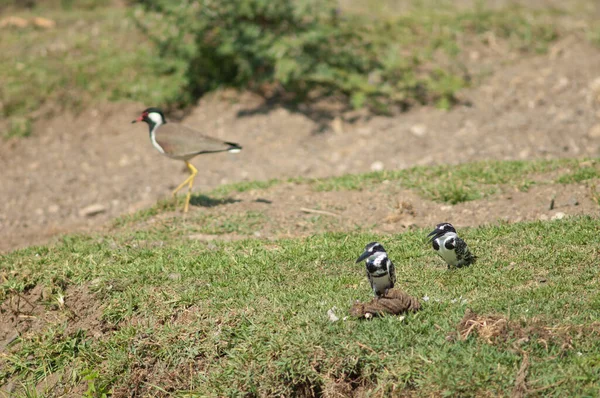 双鱼座翠鸟 Ceryle Rudis 和红毛翠鸟 Red Wattled Lapwing 在背景中的配对 希兰河佐森基尔保护区Gir Sanctuary — 图库照片