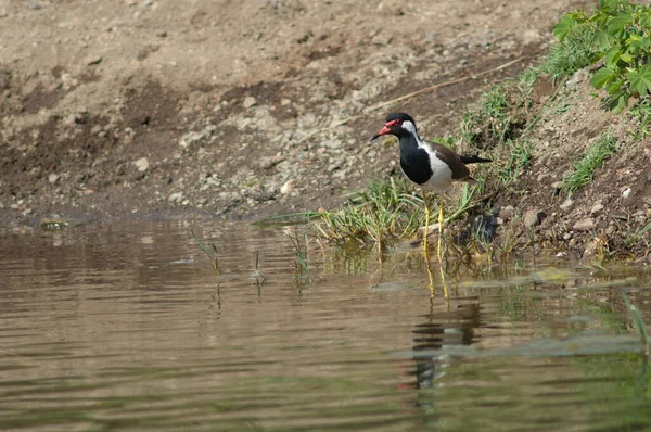 Vanellus Indicus Vermelho Wattled Rio Hiran Sasan Santuário Gir Gujarat — Fotografia de Stock