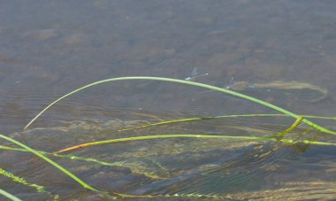 Sasan 'dan geçerken Hiran nehrinde küçük hanım sinekleri. Gir Sığınağı. Gujarat. Hindistan.