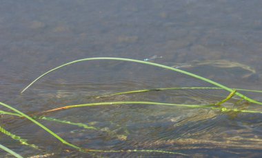 Sasan 'dan geçerken Hiran nehrinde küçük hanım sinekleri. Gir Sığınağı. Gujarat. Hindistan.