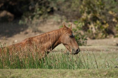 At Equus ferus caballus Hiran nehrinin nehir kıyısında yemek yiyor. Sasan. Gir Sığınağı. Gujarat. Hindistan.