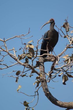 Bir ağaç dalında kırmızı peçeteli Ibis Pseudibis papillosa. Hiran nehri. Sasan. Gir Sığınağı. Gujarat. Hindistan.