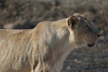 Asyalı aslan Panthera leo persica. Devalia 'da dişi aslan. Gir Sığınağı. Gujarat. Hindistan.