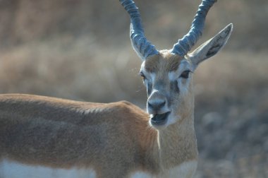 Erkek Blackbuck Gir Sığınağı 'nda düşünüyor..