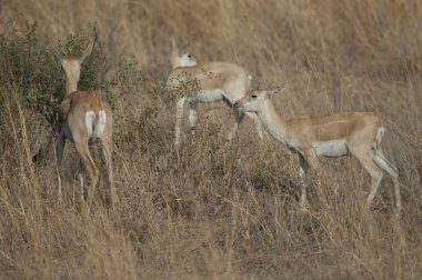 Blackbuck Antilope cervicapra 'nın kadın ve genç erkeği.