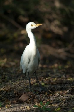 Keoladeo Gana Milli Parkı 'nda sığır yetiştiricisi Bubulcus ibis.