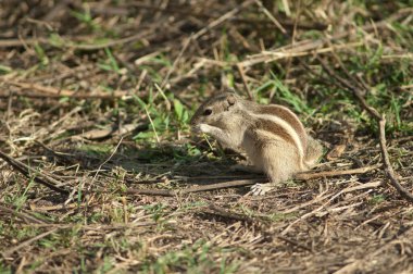 Hint palmiye sincabı Funambulus palmarum Keoladeo Gana Milli Parkı 'nda yiyor..