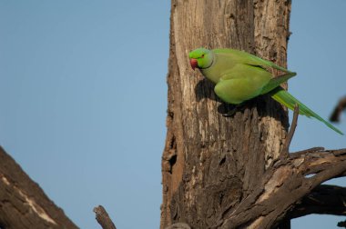 Erkek gül halkalı papağan Psittacula krameri ağaçta.