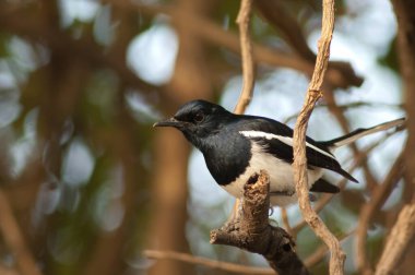 Erkek doğulu magpie-robin Copsychus saularis bir dalda.