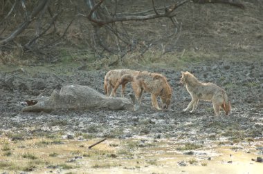 Altın çakallar zebus cesediyle besleniyor..