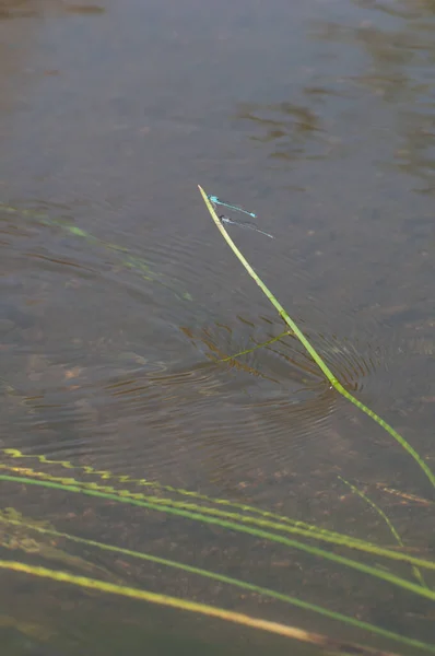 Libellen Hiran Fluss Während Durch Sasan Fließt Gir Sanctuary Gujarat — Stockfoto