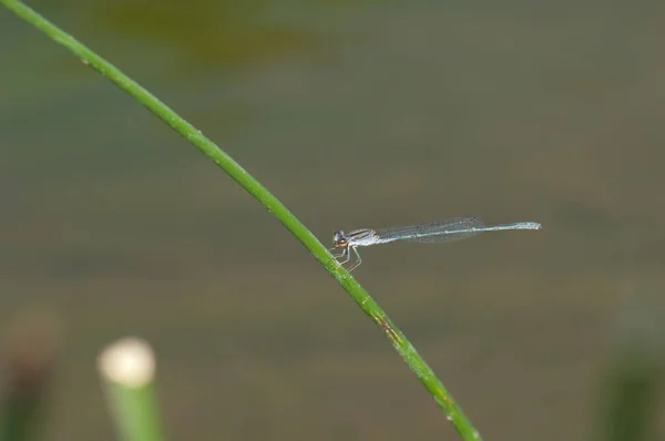 当它经过萨珊的时候 在希兰河里飞着蜻蜓 基尔保护区Gir Sanctuary 古吉拉特印度 — 图库照片