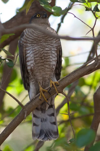 Macho Gavilán Eurasiático Accipiter Nisus Bosque Sasan Santuario Gir Gujarat — Foto de Stock