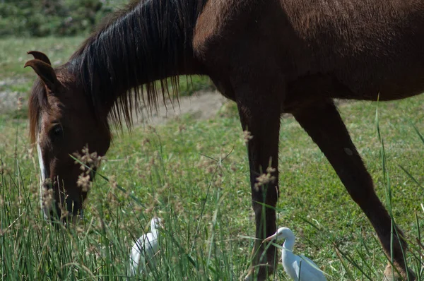 Кінь Equus Ferus Caballus Чаплі Худоби Bubulcus Ibis Річка Хіран — стокове фото