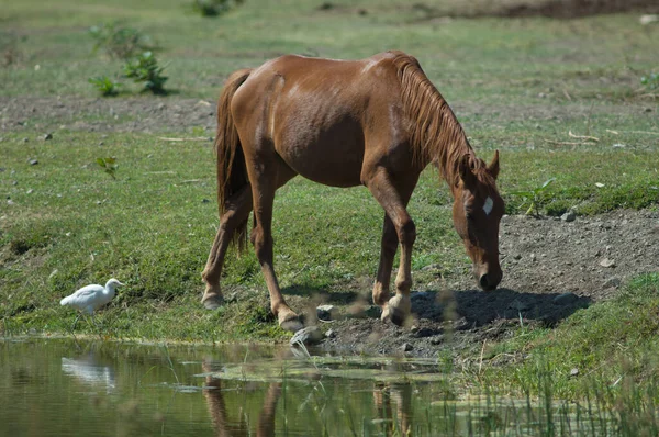 Kuda Equus Ferus Caballus Dan Sapi Egret Bubulcus Ibis Sungai — Stok Foto