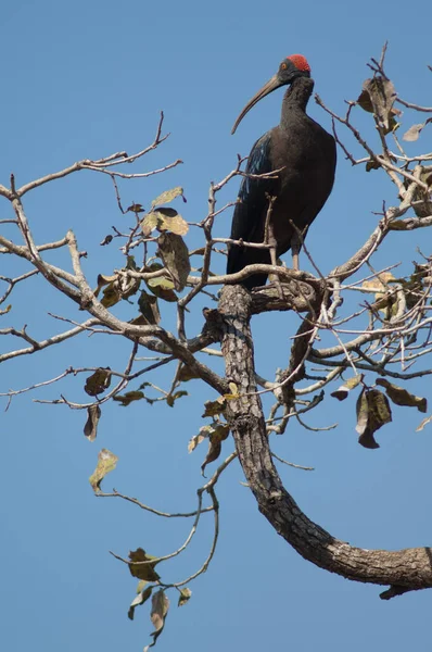 Red Naped Ibis Pseudibis Papillosa Aan Een Boomtak Rivier Hiran — Stockfoto