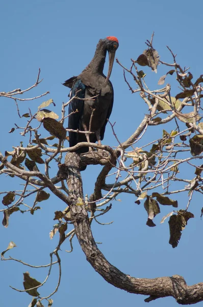 Red Naped Ibis Pseudibis Papillosa Preening Een Boomtak Rivier Hiran — Stockfoto