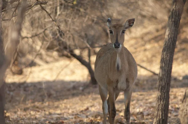 Femelle Nilgai Boselaphus Tragocamelus Dans Sanctuaire Gir Gujarat Inde — Photo