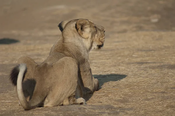 León Asiático Panthera Leo Persica Leona Devalia Santuario Gir Gujarat — Foto de Stock