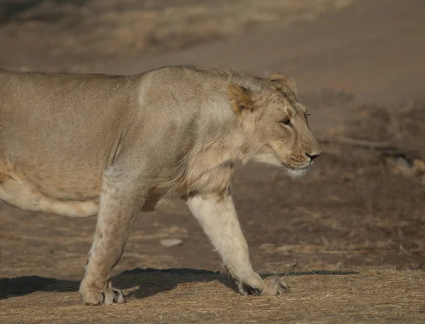 Asiatic Lion Panthera Leo Persica Lioness Devalia Gir Sanctuary Gujarat — Stock Photo, Image