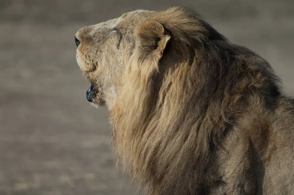 Manligt asiatiskt lejon Panthera leo persica rytande. — Stockfoto