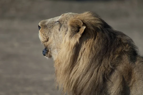 Macho asiático león panthera leo persica rugiendo. — Foto de Stock