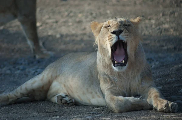 León asiático Panthera leo persica en el Santuario Gir. — Foto de Stock