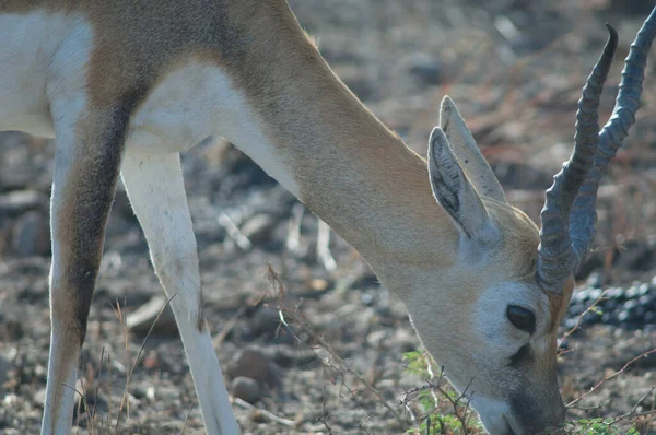 Erkek blackbuck Antilope servicapra Gir Sığınağında besleniyor. — Stok fotoğraf