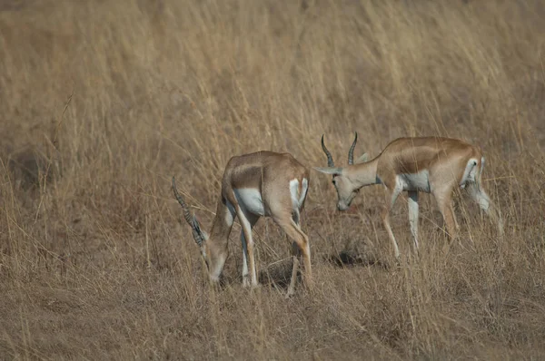 Hombres blackbuck Antilope cervicapra, Devalia, Gir Sanctuary. — Foto de Stock