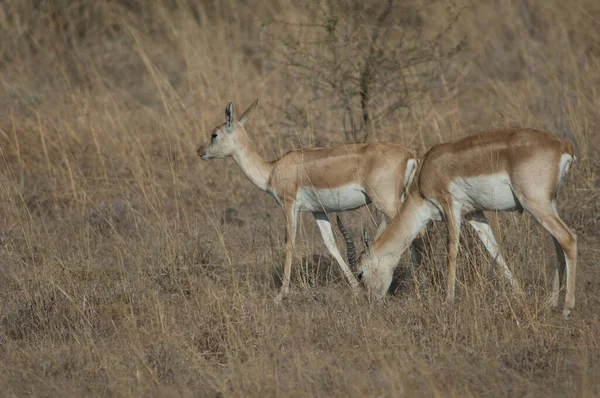 Par de Blackbucks Antilope cervicapra, Devalia, Santuario Gir. — Foto de Stock