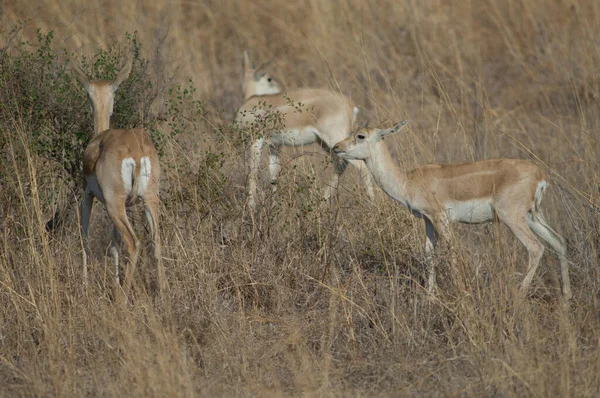 Samice a mladý samec blackbuck Antilope cervicapra. — Stock fotografie