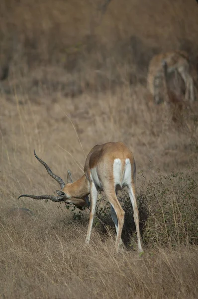 Männlicher Schwarzbock Antilope cervicapra browsing, Devalia, Gir Sanctuary. — Stockfoto