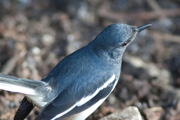 Dişi doğulu magpie-robin Copsychus saularis. Keoladeo Gana Ulusal Parkı. — Stok fotoğraf