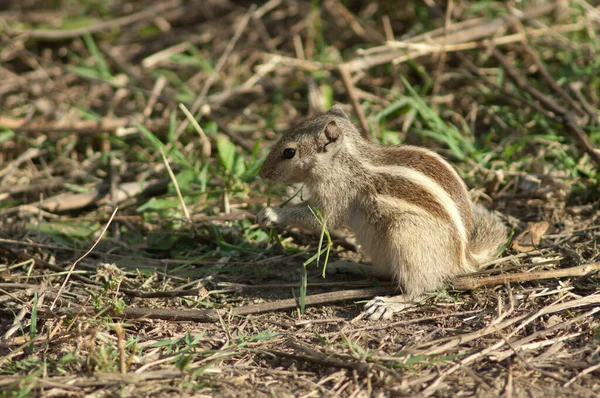 Hint palmiye sincabı Funambulus palmarum Keoladeo Gana Milli Parkı 'nda yiyor..